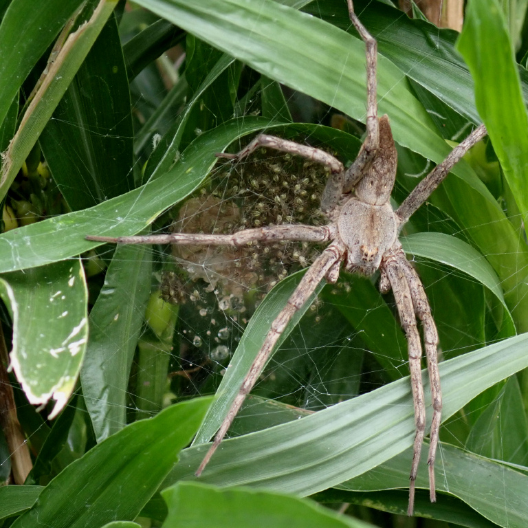 �C�I�E�C���n�V���O��