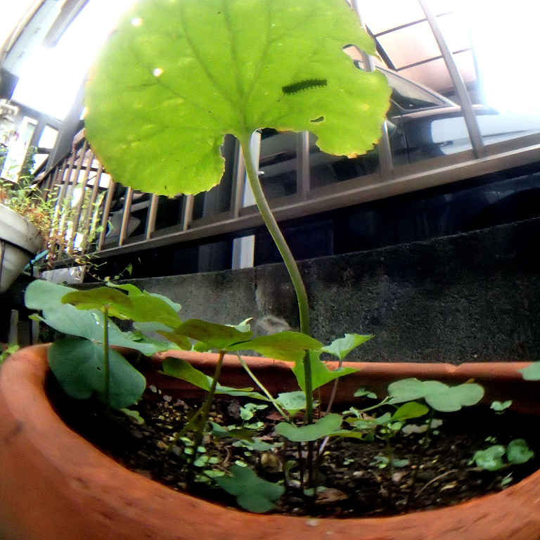 �c�}�O���q���E����