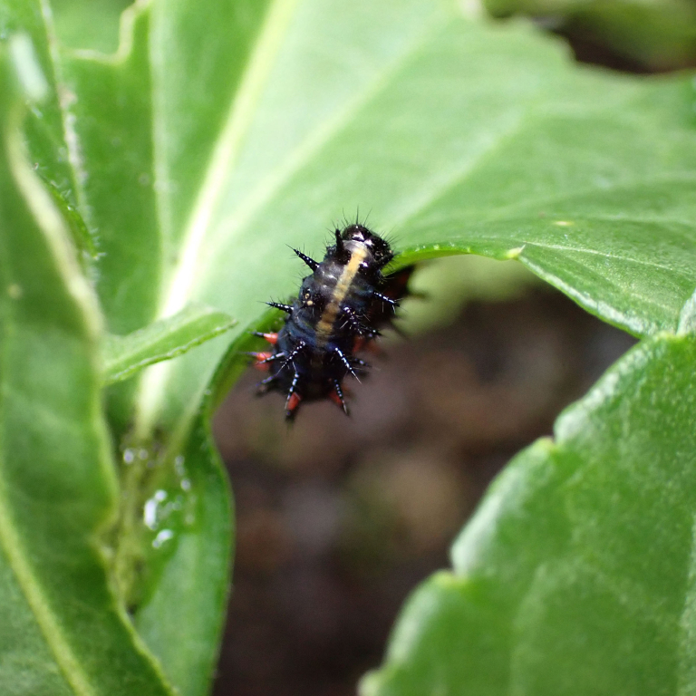 �N���i�K�A��