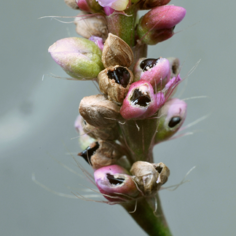 �A�J�}���}