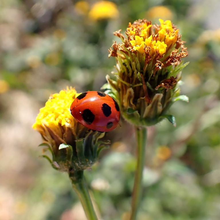 �i�i�z�V�e���g�E