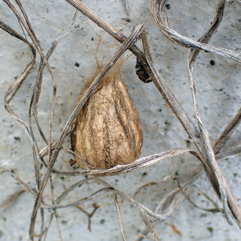 �i�K�R�K�l�O��