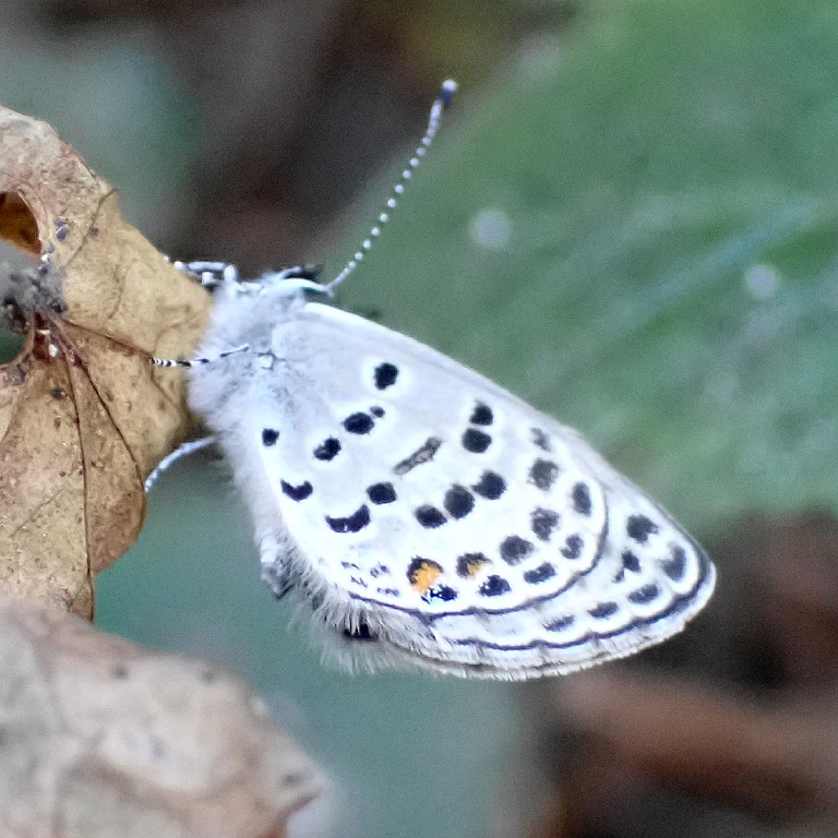 ���V���N���c�o���V�W�~