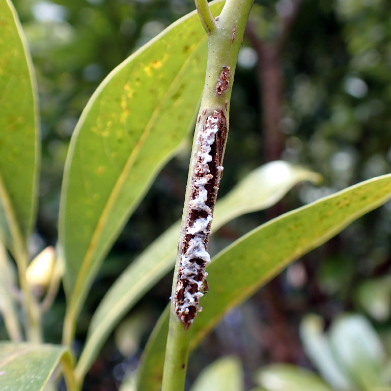 �^�u�m�L�̎Y����