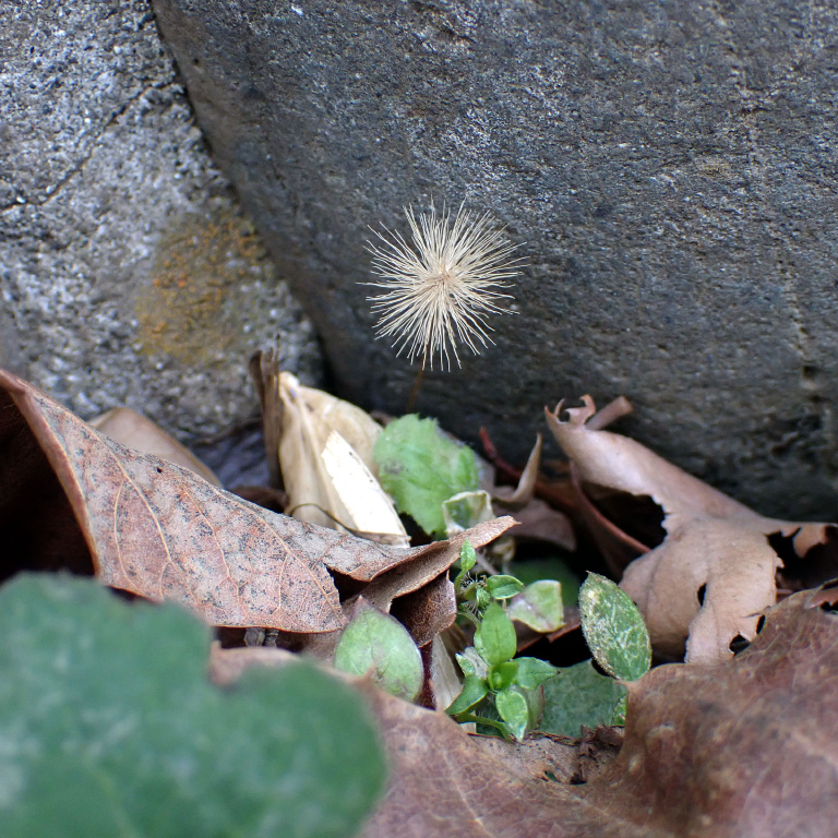 �P�Z�����p�T����