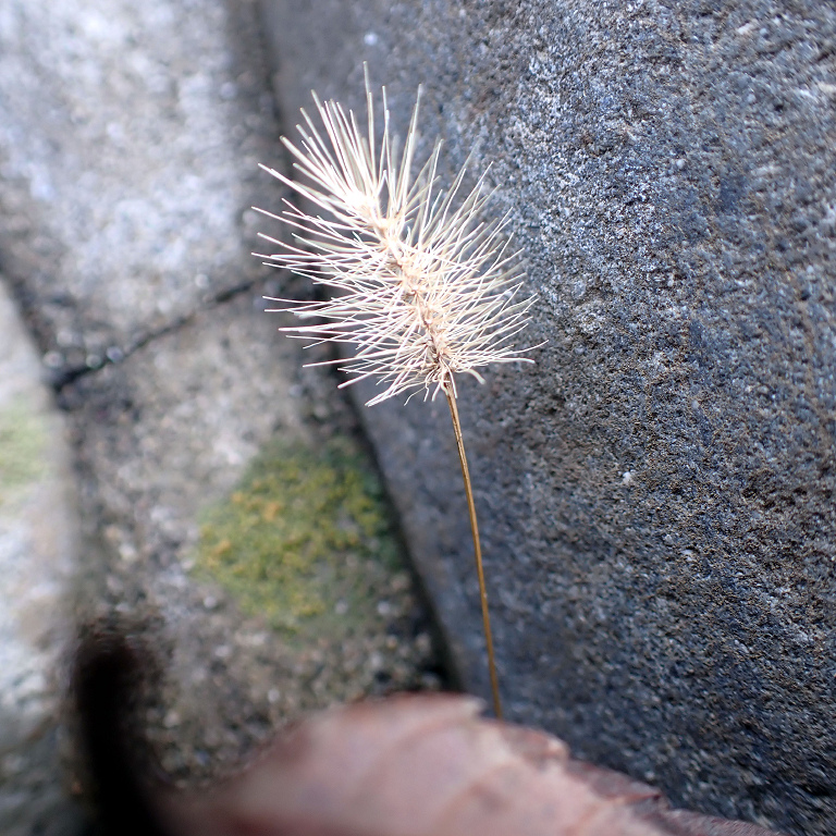 �l�R�W�����V