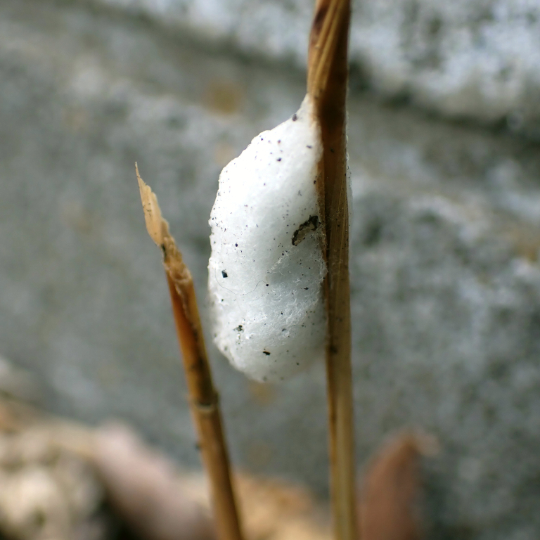 �P�Z�����p�T����